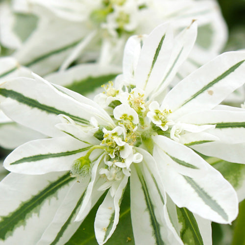 Euphorbia Marginata & Snow On The Mountain Seeds