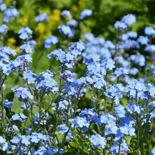 Myosotis-Silvatica-Statice-Seeds