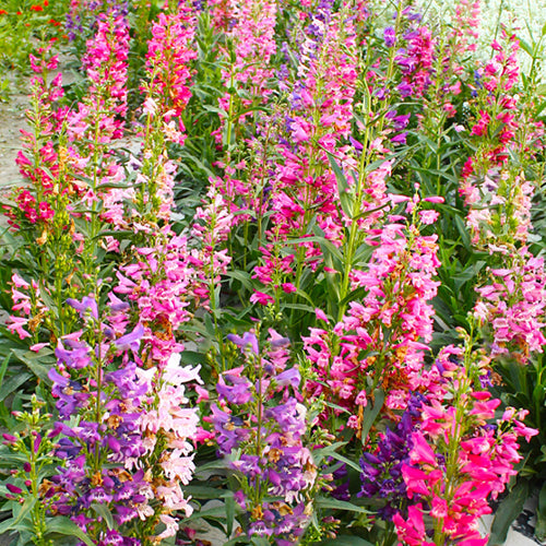 Penstemon Campanulatus & Penstemon Seeds