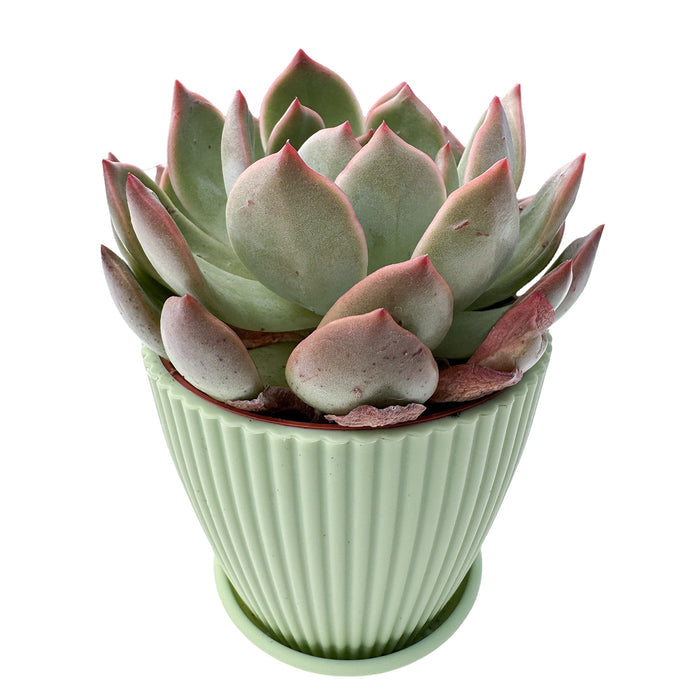 x Graptoveria Grim Pink (4 inch)