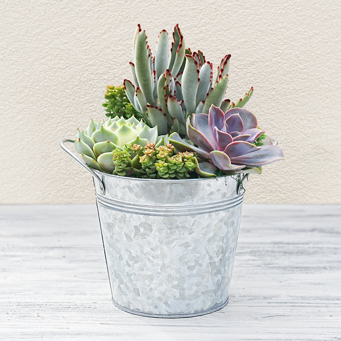 6" Succulent Centerpiece Table Decor