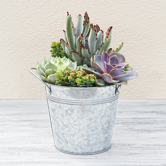 6" Succulent Centerpiece Table Decor