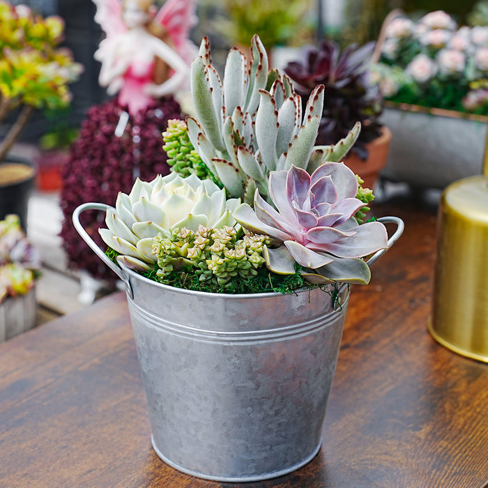 6" Succulent Centerpiece Table Decor