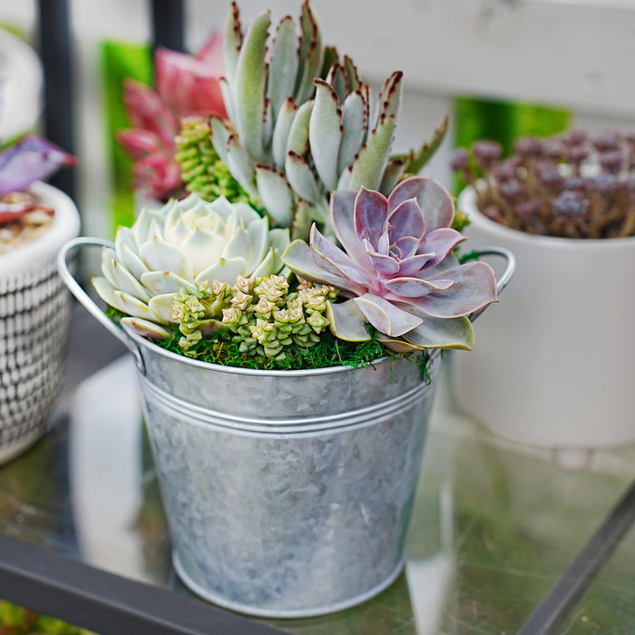 6" Succulent Centerpiece Table Decor