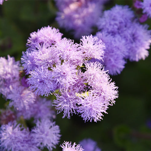 Ageratum-Houstonianum-Tropical-Whitewee-Seeds