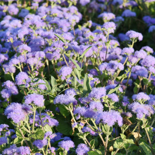 Ageratum-Houstonianum-Tropical-Whitewee-Seeds