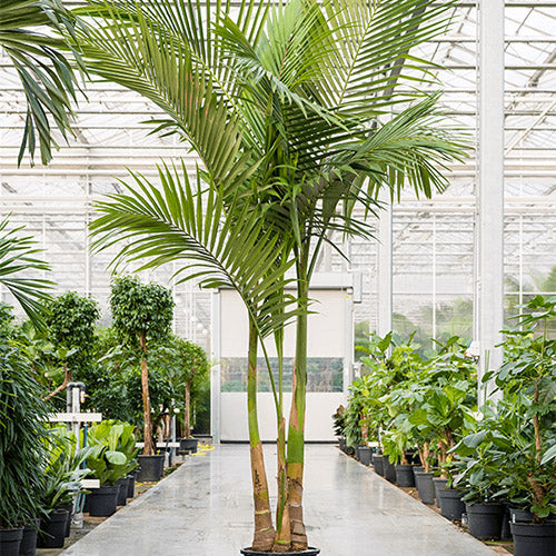 Archontophoenix Alexandrae & Alexandra Palm Seeds