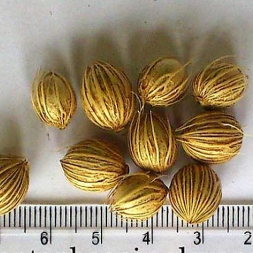 Archontophoenix Alexandrae & Alexandra Palm Seeds