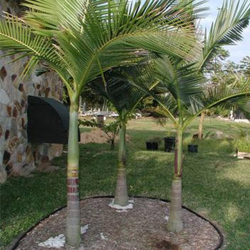 Archontophoenix Alexandrae & Alexandra Palm Seeds