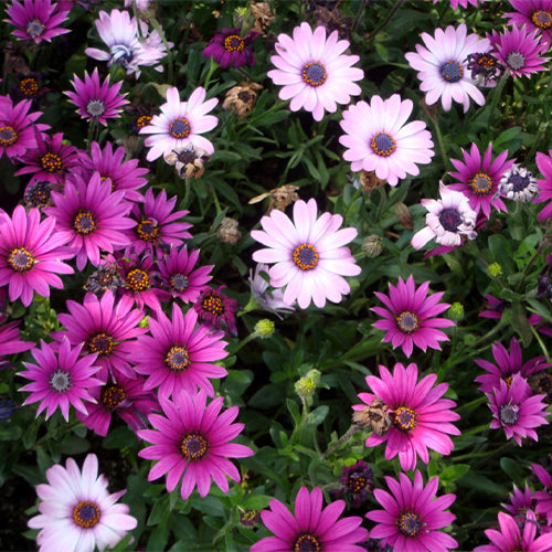 Arctotis-Stoechadifolia-Arctotis-Seeds