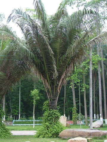 Arenga Westerhoutii & Westerhout's Sugar Palm Seeds