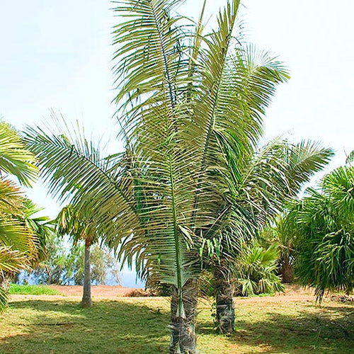 Arenga Westerhoutii & Westerhout's Sugar Palm Seeds