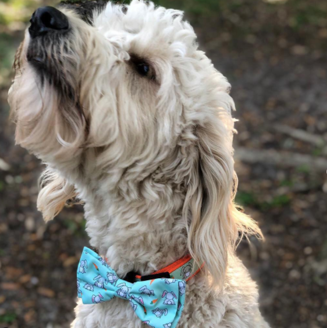 BUNNIES-DOG-BOW-TIE