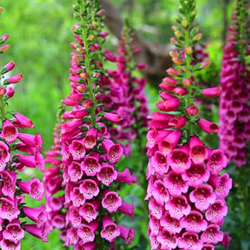 Digitalis Purpurea & Foxglove Seeds