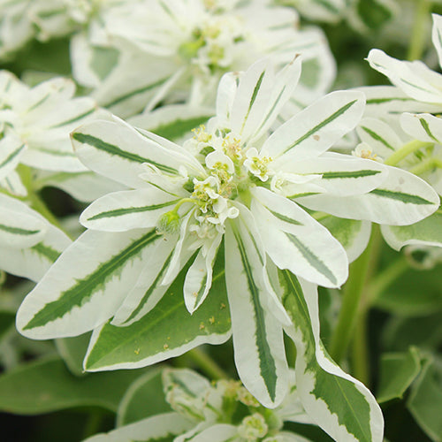 Euphorbia Marginata & Snow On The Mountain Seeds
