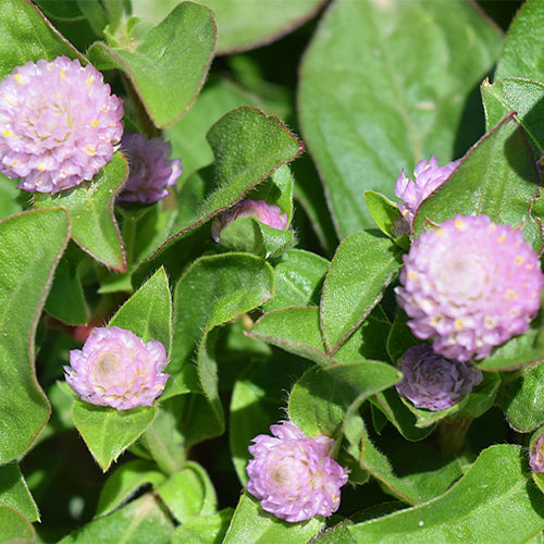 Gomphrena-Globosa-Globe-Amaranth-Seeds