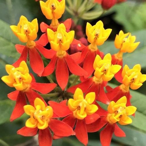 Impatiens Cyathiflora & Poinciana Seeds
