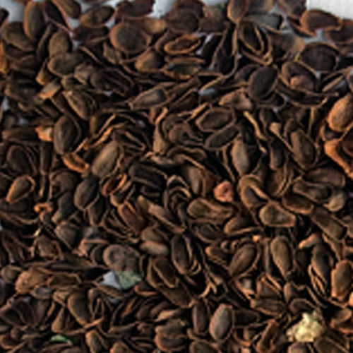 Impatiens Cyathiflora & Poinciana Seeds
