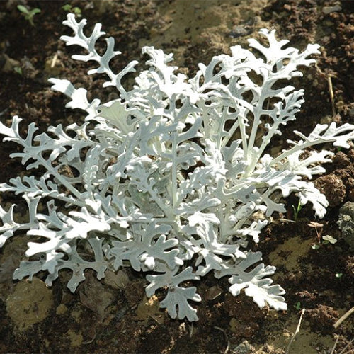 Jacobaea-Maritima-Dusty-Miller-Seeds