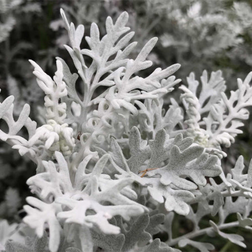 Jacobaea-Maritima-Dusty-Miller-Seeds