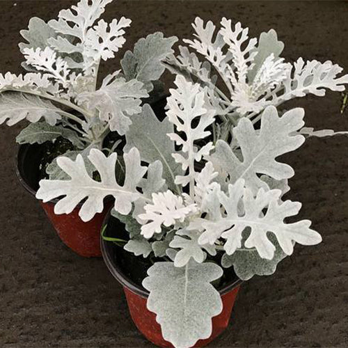 Jacobaea-Maritima-Dusty-Miller-Seeds