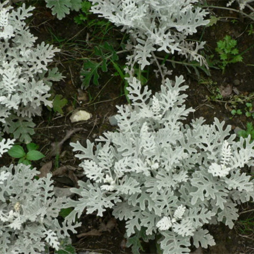 Jacobaea-Maritima-Dusty-Miller-Seeds