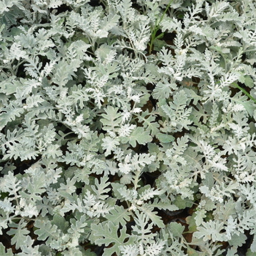 Jacobaea-Maritima-Dusty-Miller-Seeds