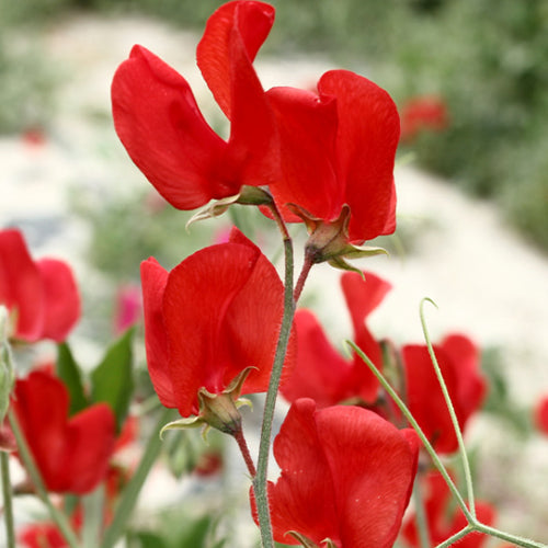 Lathyrus Odoratus & Sweet Pea Seeds