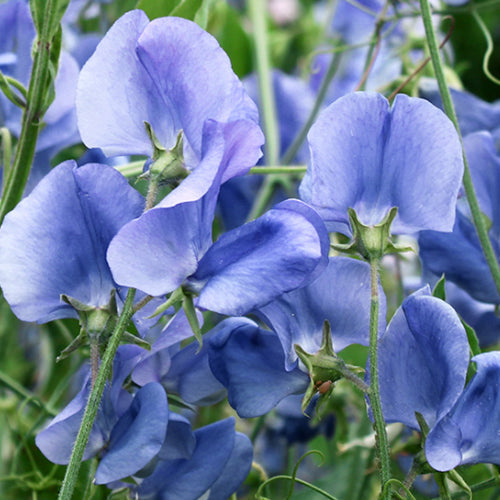Lathyrus Odoratus & Sweet Pea Seeds