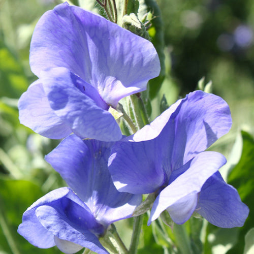 Lathyrus Odoratus & Sweet Pea Seeds