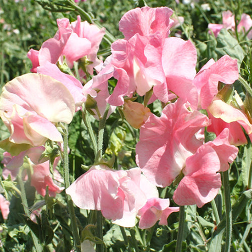 Lathyrus Odoratus & Sweet Pea Seeds