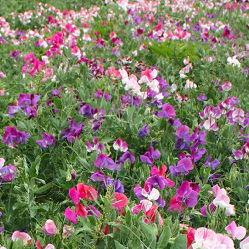 Lathyrus Odoratus & Sweet Pea Seeds