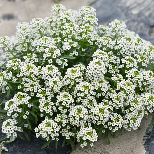 Lobularia-Maritima-Sweet-Alyssum-Seeds