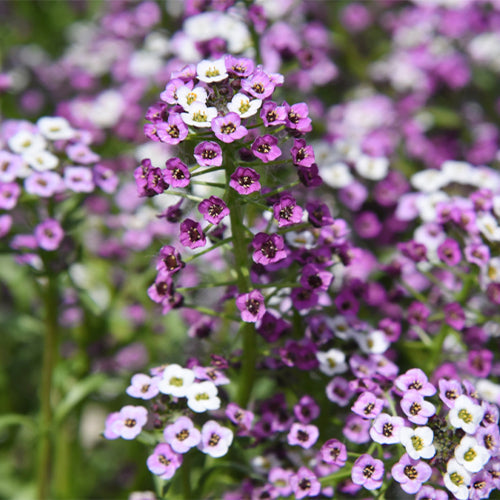 Lobularia-Maritima-Sweet-Alyssum-Seeds