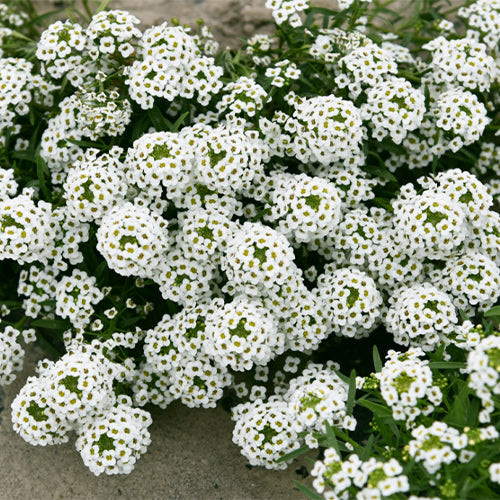 Lobularia-Maritima-Sweet-Alyssum-Seeds
