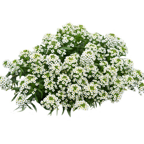 Lobularia-Maritima-Sweet-Alyssum-Seeds