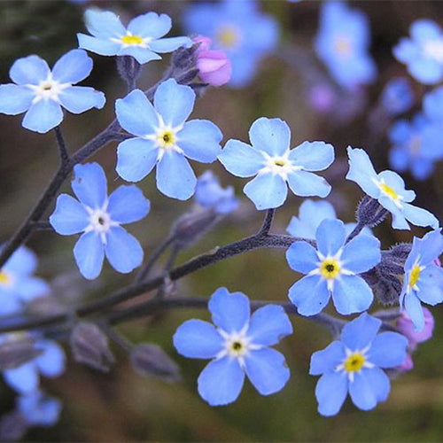 Myosotis-Silvatica-Statice-Seeds