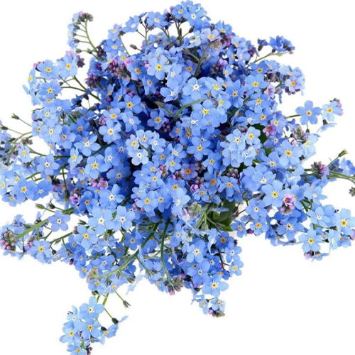 Myosotis-Silvatica-Statice-Seeds