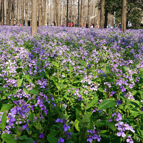 Orychophragmus Violaceus & Chinese Violet Cress Seeds
