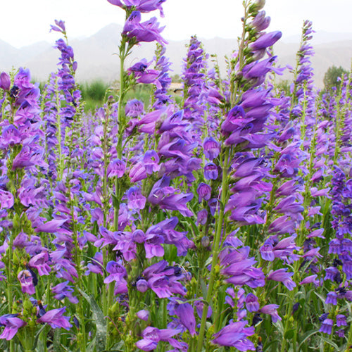 Penstemon Campanulatus & Penstemon Seeds