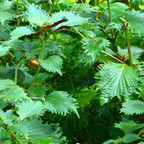 Perilla-Frutescens-Large-Leaf-Perilla-Seeds