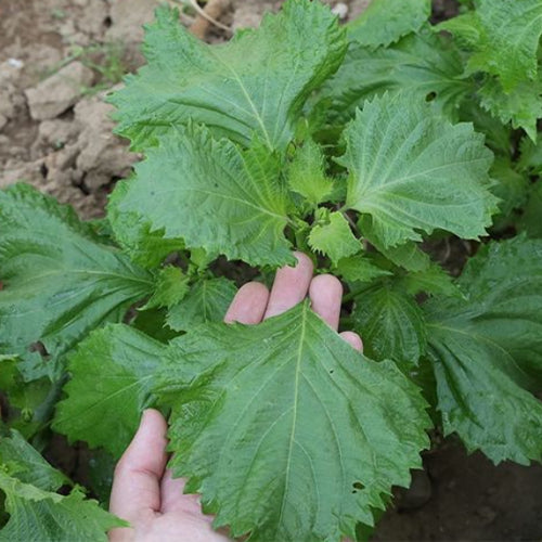 Perilla-Frutescens-Large-Leaf-Perilla-Seeds