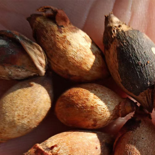 Pinanga Discolor & Pinanga Baviensis Seeds