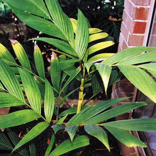 Pinanga Discolor & Pinanga Baviensis Seeds