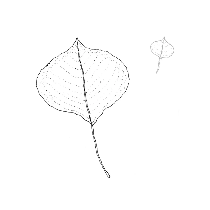 plants 1