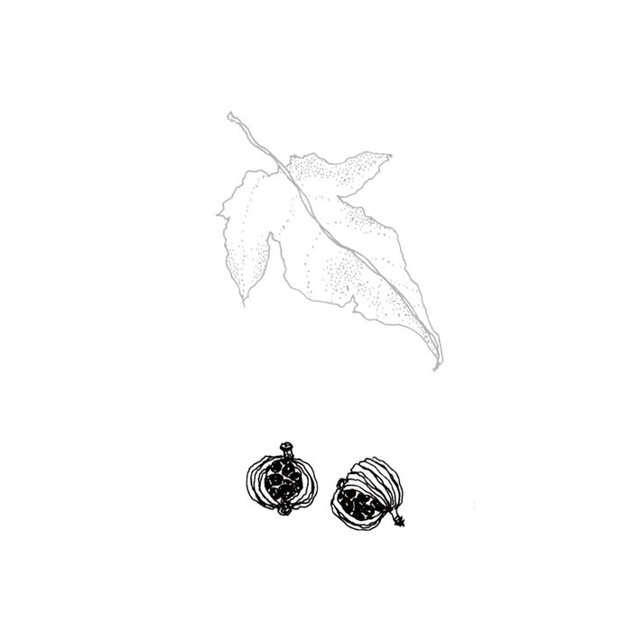 Plants 2