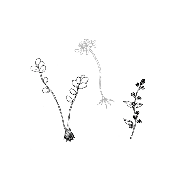Plants 3