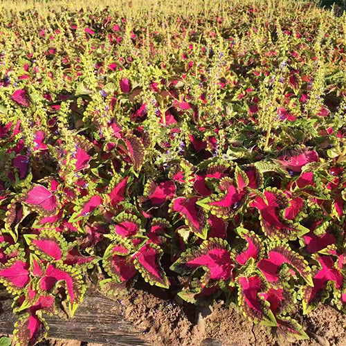 Plectranthus-Scutellarioides-Coleus-Seeds