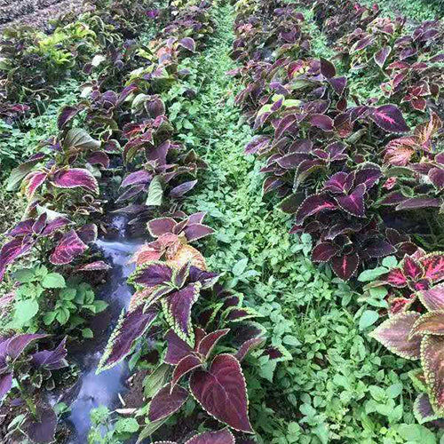Plectranthus-Scutellarioides-Coleus-Seeds