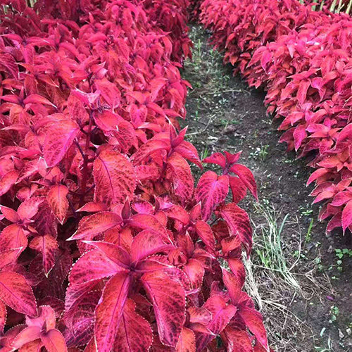 Plectranthus-Scutellarioides-Coleus-Seeds